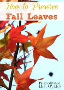 Bridgeway-homeschool-How-to-Preserve-Fall-Leaves-with-Glycerin
