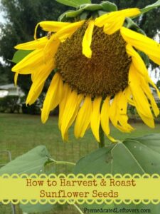 How-to-Harvest-and-Roast-Sunflower-Seeds