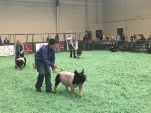 student showcase, Student Showcase: Brian Brugman’s 4H Success Paves the Way to a Bright Future