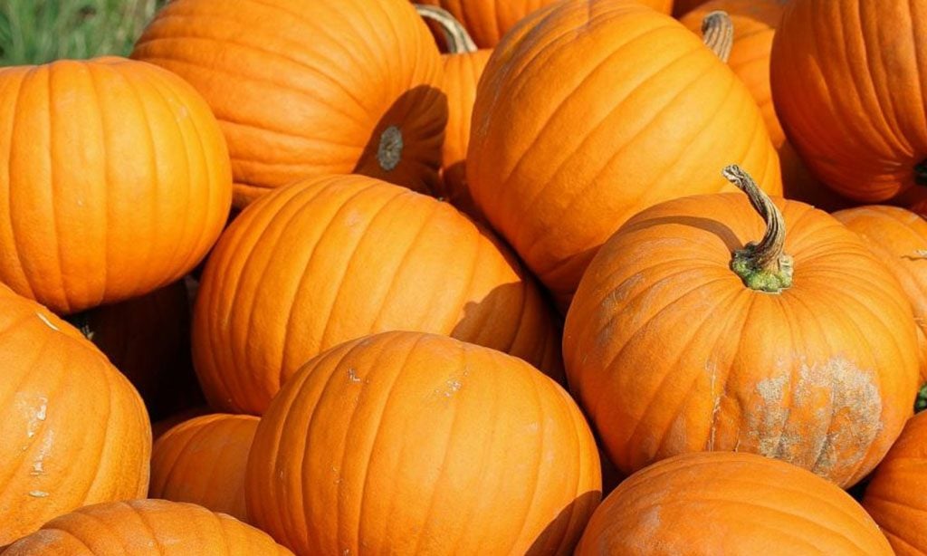 Pumpkin Lesson Plans for the Fall