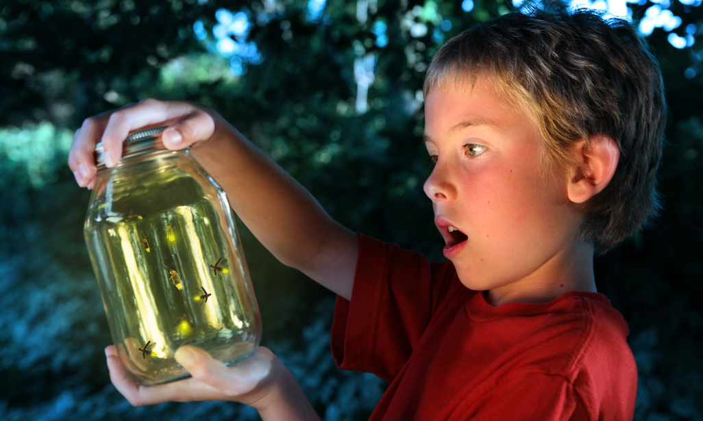 Today’s Lesson Is…The Science of Fireflies